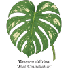 Stylish Plant - Thai Constellation Monstera