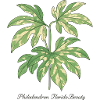 Plante élégante - Philodendron Florida Beauty