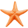 Orangener Seestern Stranddesign