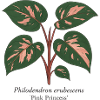 Stylish Plant - Philodendron Pink Princess