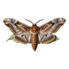 Great nocturnal moth - Agrius convolvuli