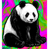 panda