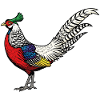 Lady Amherst's Pheasant Wild Nature Collection
