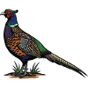 Ring-neck Pheasant Wild Nature