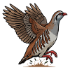 Red Partridge in Flight Wild Countryside