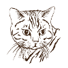 Katze