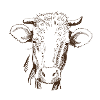 Vache