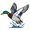 Mallard In Flight Wild Nature Pond