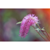 Pink Brushed Flower