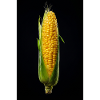 Golden Kernel Harvest