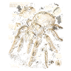 Tarantula