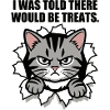 Unzufriedene Katze sucht Leckerlis
