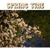 Spring time