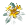 Plumeria-blomst