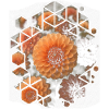 Orange Dahlia with Geometry