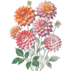 Bunte Dahlienblüten Kollektion