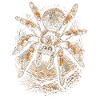 Tarantula