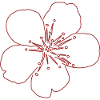 Cherry Blossom Flower Sketch