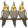 Cockatiel Cockatiel Cockatiel Cockatiel Bird