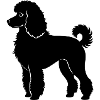 Pudelhund