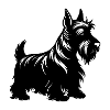 Chien Scottish Terrier