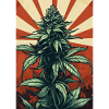 Plante de cannabis Sunrise
