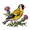 American Goldfinch on Thistle