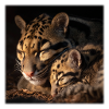Clouded leopard with cub Loving wildcats