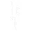 Leopardgecko