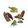 Papegøjer fra New Zealand Kakapo Kaka Kakariki Kea