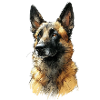 German Shepherd Portrait Illustration