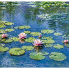 Lilies on a Blue Pond