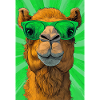 camel