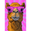 camel