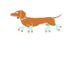Dachshund on roller skates