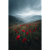 Red Poppy Ridge in Mist