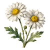 Marguerites aquarelle lumineuses