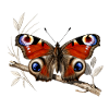 Papillon paon-du-jour sur Branche
