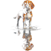 Beagle at the water level