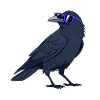 Cool Crow and Purple Glasses