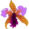 Iris flamboyant violet et orange
