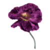 Intense Magenta Poppy