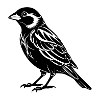 Sparrow