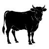 steer