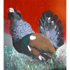 Red background pheasant in nature