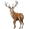 Weisswedelhirsch White-Tailed Deer