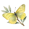 Lemon butterfly (Gonepteryx rhamni)