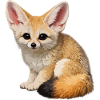 Fennec desert fox
