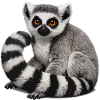 Ring-tailed lemur illustration