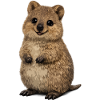 Cute Quokka Illustration